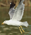 Larus armenicus